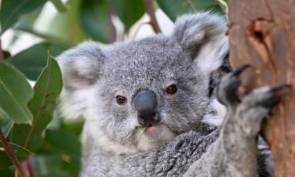 A koala joey