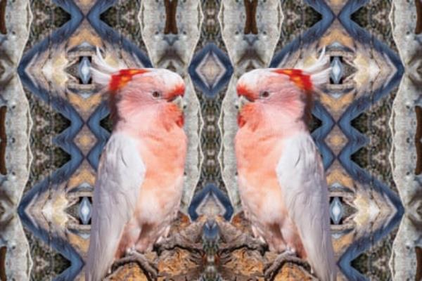 A doubled-up image of a pink cockatoo