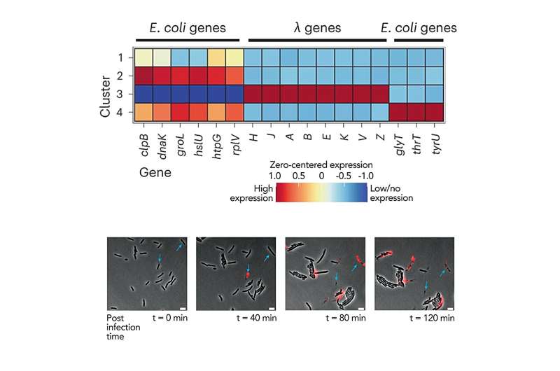 Singling out a bacterium from the crowd