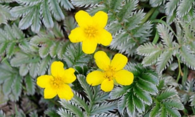 Silverweed flowers