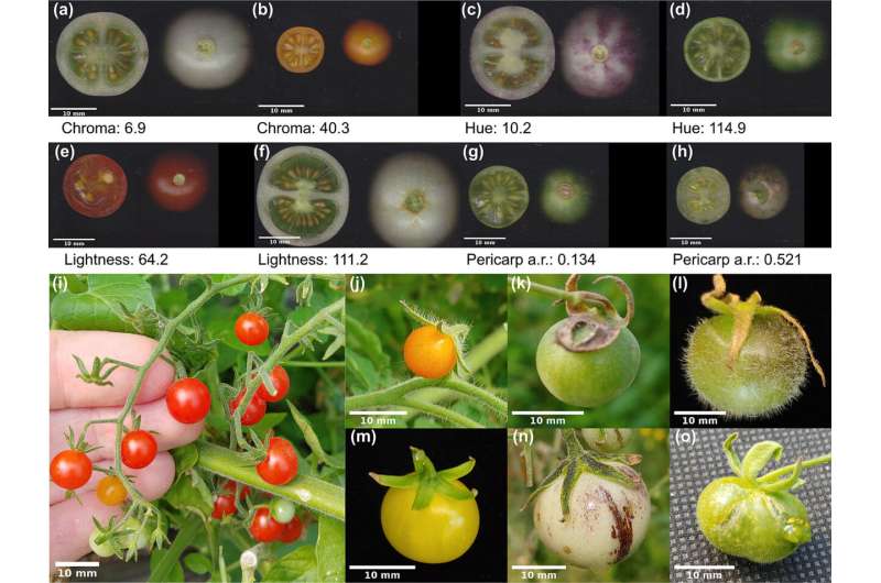 You say tomato, these scientists say evolutionary mystery