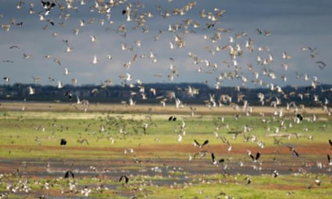 Flocks of birds over marshland