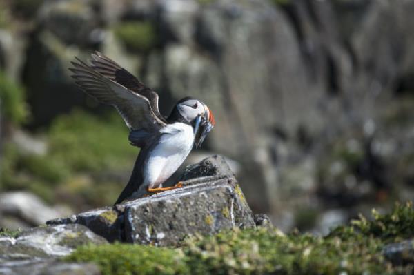 Wildlife abounds – a puffin on the Isle of May.