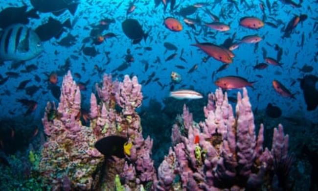 Colourful fish swimming above pink coral