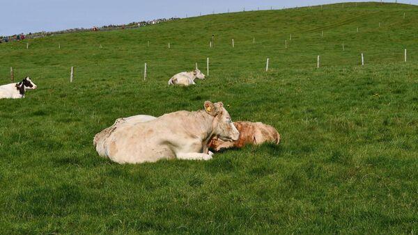 Over €46m being paid to 15,364 beef farmers