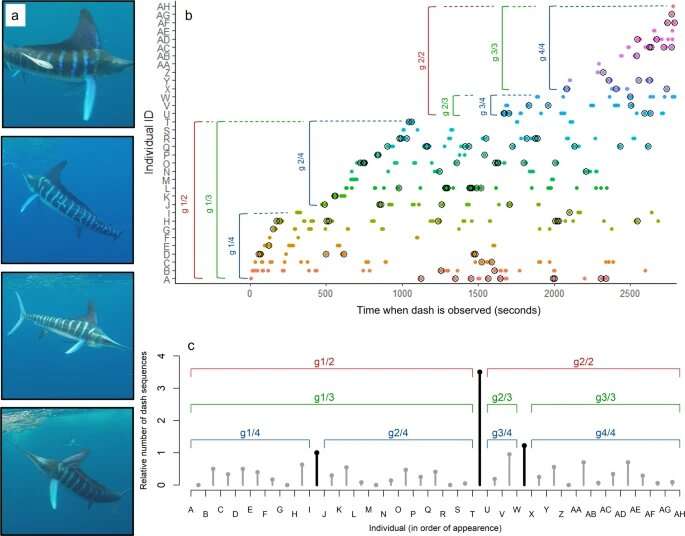 How group hunting works in the open ocean