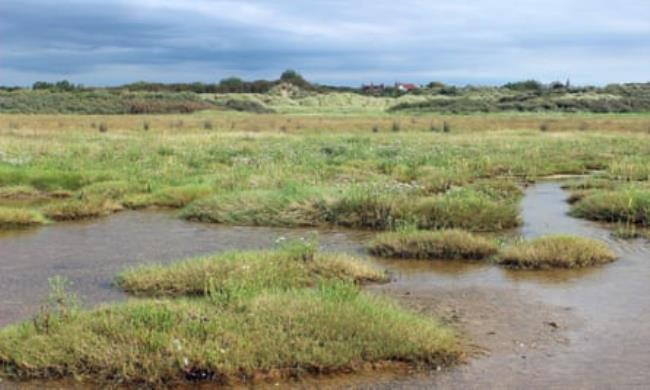 The Green Beach is a ‘biodiversity hotspot’.